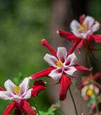 Orlíček Red Stars - Aquilegia caerulea - osivo orlíčku - 100 ks