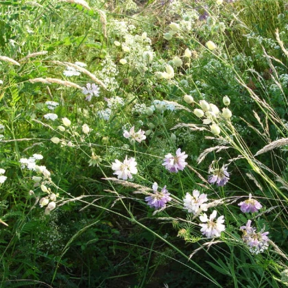 Bílá louka krajková - osivo Planta Naturalis - směs lučních květin a trav - 10 g