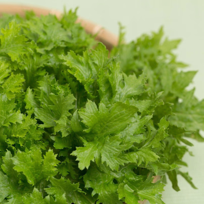 BIO Hořčice Wasabina - Brassica juncea - bio osivo hořčice - 100 ks