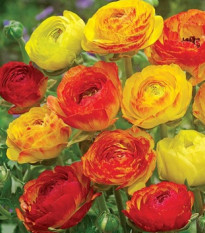 Pryskyřník plnokvětý Picotee oranžový - Ranunculus asiaticus - hlízy pryskyřníků - 3 ks