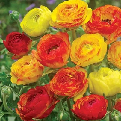 Pryskyřník plnokvětý Picotee oranžový - Ranunculus asiaticus - hlízy pryskyřníků - 3 ks