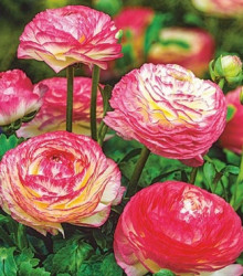 Pryskyřník Picotee růžový - Ranunculus asiaticus - hlízy pryskyřníků - 3 ks