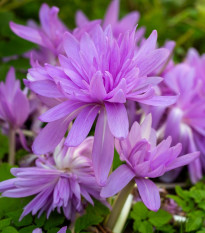 Ocún Waterlily - Colchicum - hlízy ocúnů - 1 ks
