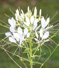 Luštěnice trnitá bílá - Cleome houtteana - osivo luštěnice - 10 ks