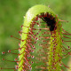 Rosnatka kapská Vogelgat NR - Drosera capensis - osivo rosnatky - 15 ks