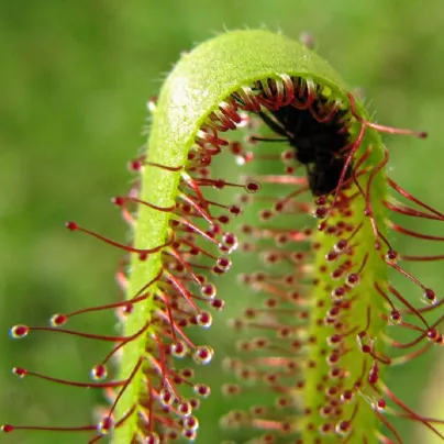 Rosnatka kapská Vogelgat NR - Drosera capensis - osivo rosnatky - 15 ks