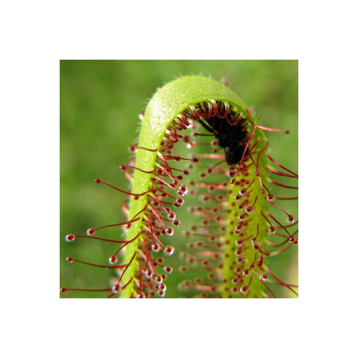 Rosnatka kapská Vogelgat NR - Drosera capensis - osivo rosnatky - 15 ks