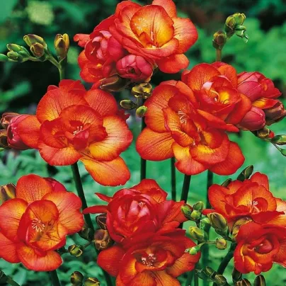 Frézie červená plnokvětá - Freesia - hlízy frézií - 3 ks