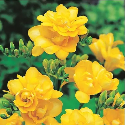 Frézie plnokvětá žlutá - Freesia - hlízy frézií - 3 ks