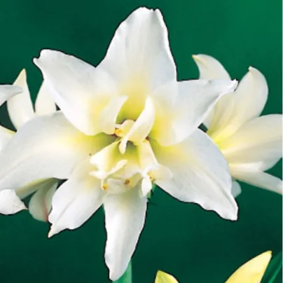 Hvězdník Jewel plnokvětý - Hippeastrum - cibule hvězdníků - 1 ks