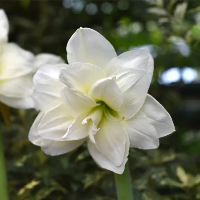 Hvězdník Jewel plnokvětý - Hippeastrum - cibule hvězdníků - 1 ks