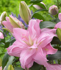 Lilie Roselily Editha plnokvětá - Lilium - cibule lilií - 1 ks