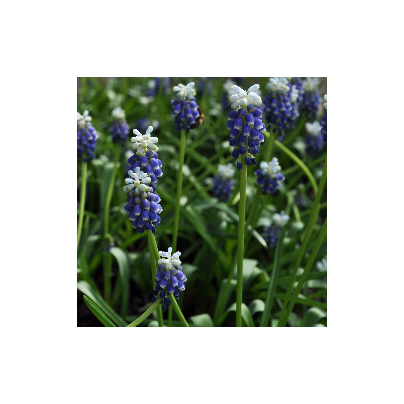 Modřenec Touch of snow - Muscari armeniacum - cibule modřenců - 5 ks
