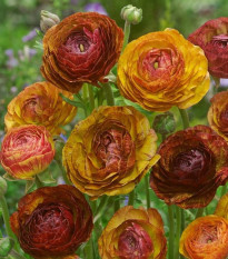 Pryskyřník plnokvětý Picotee café - Ranunculus asiaticus - hlízy pryskyřníků - 3 ks