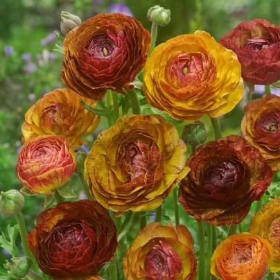 Pryskyřník plnokvětý Picotee café - Ranunculus asiaticus - hlízy pryskyřníků - 3 ks