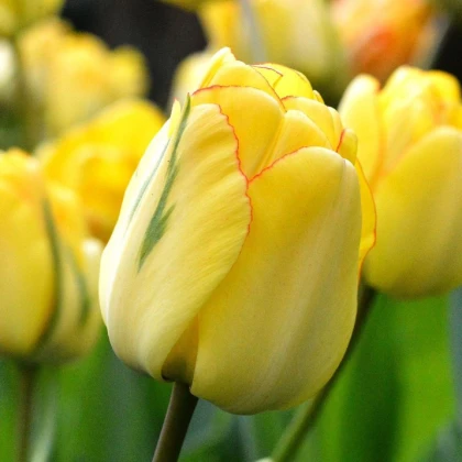 Tulipán plnokvětý Akebono - Tulipa - cibule tulipánů - 3 ks