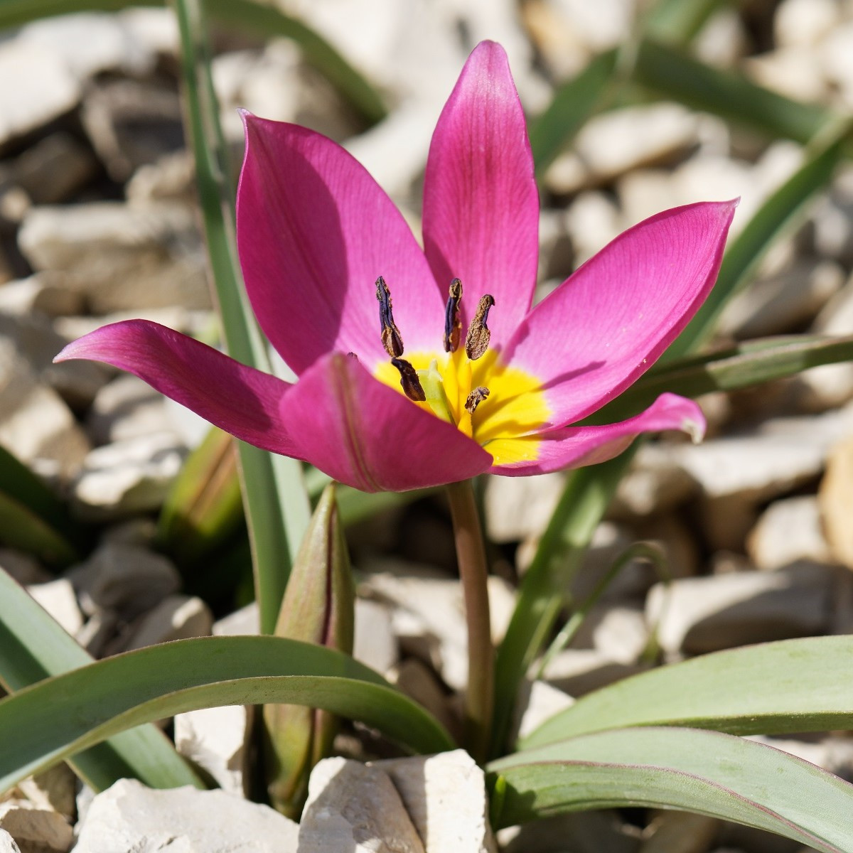 Tulipán Eastern Star pulchella - Tulipa - cibule tulipánů - 3 ks