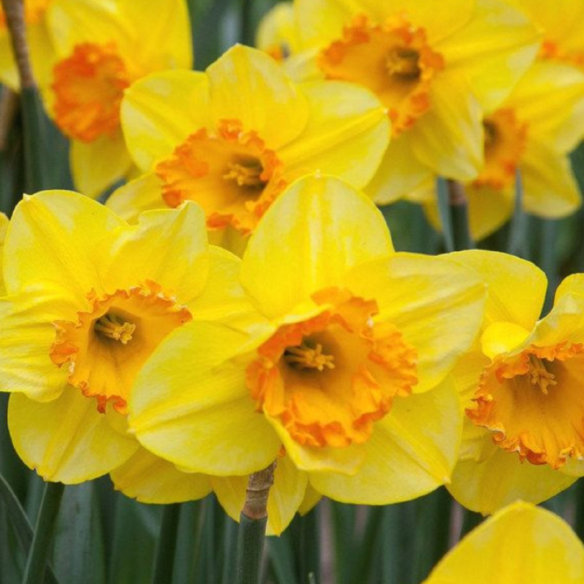 Narcis Early Flame - Narcissus - cibule narcisů  - 3 ks