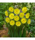 Narcis Sun Disc - Narcissus jonquilla - cibule narcisů  - 3 ks