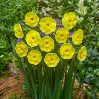 Narcis Sun Disc - Narcissus jonquilla - cibule narcisů  - 3 ks