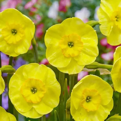 Narcis Sun Disc - Narcissus jonquilla - cibule narcisů  - 3 ks