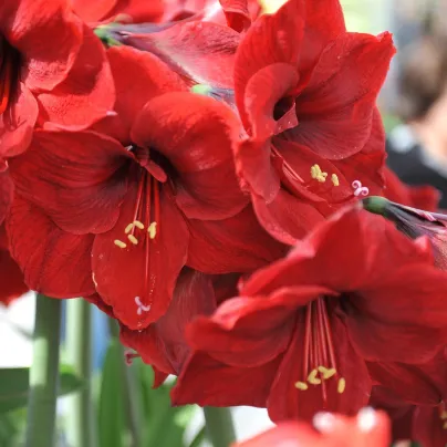 Hvězdník Benfica - Hippeastrum - cibule hvězdníků - 1 ks