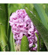 Hyacint Splendid Cornelia - Hyacinthus - cibule hyacintů - 1 ks