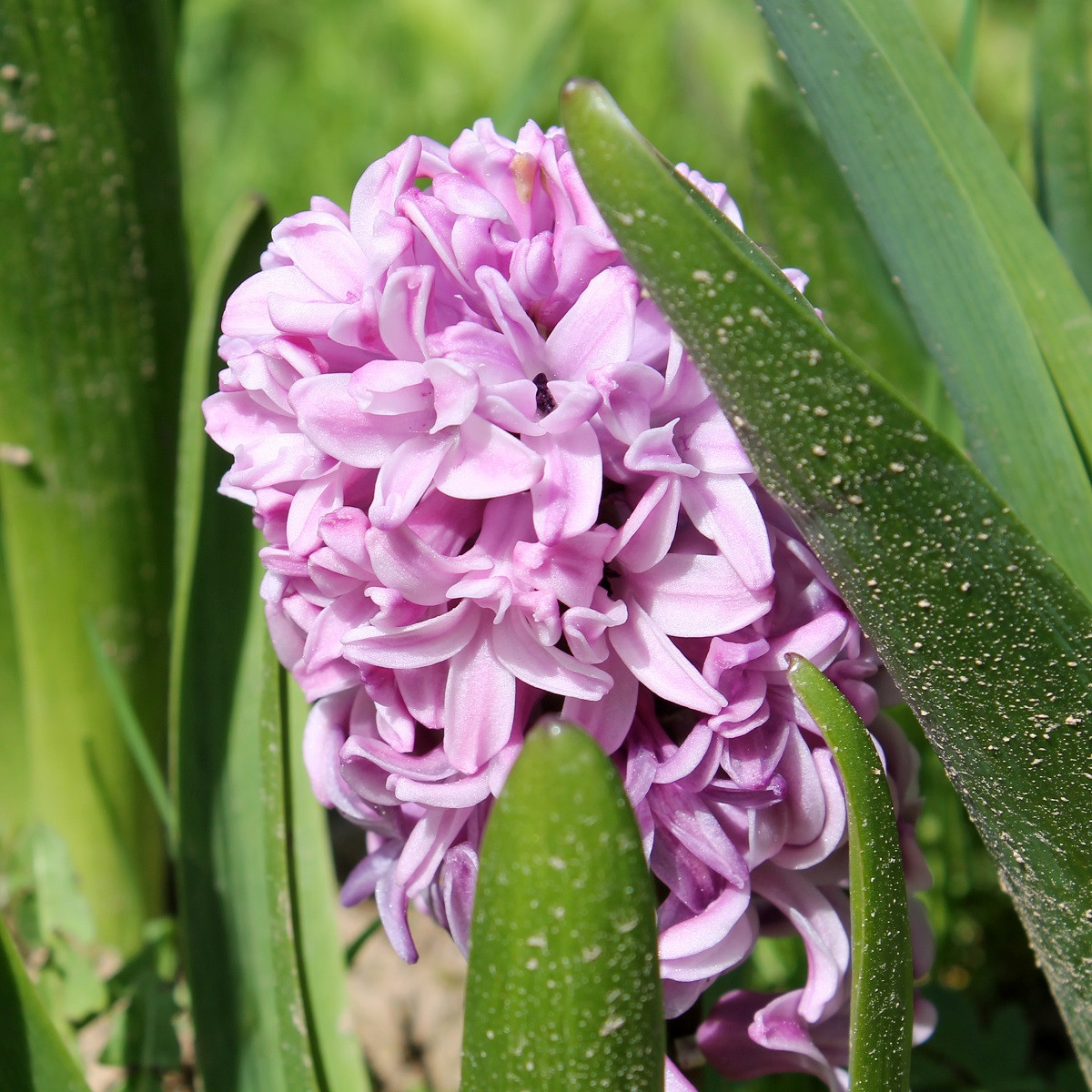 Hyacint Splendid Cornelia - Hyacinthus - cibule hyacintů - 1 ks