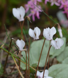 Brambořík břečťanolistý bílý - Cyclamen hederifolium album - hlízy bramboříků - 1 ks