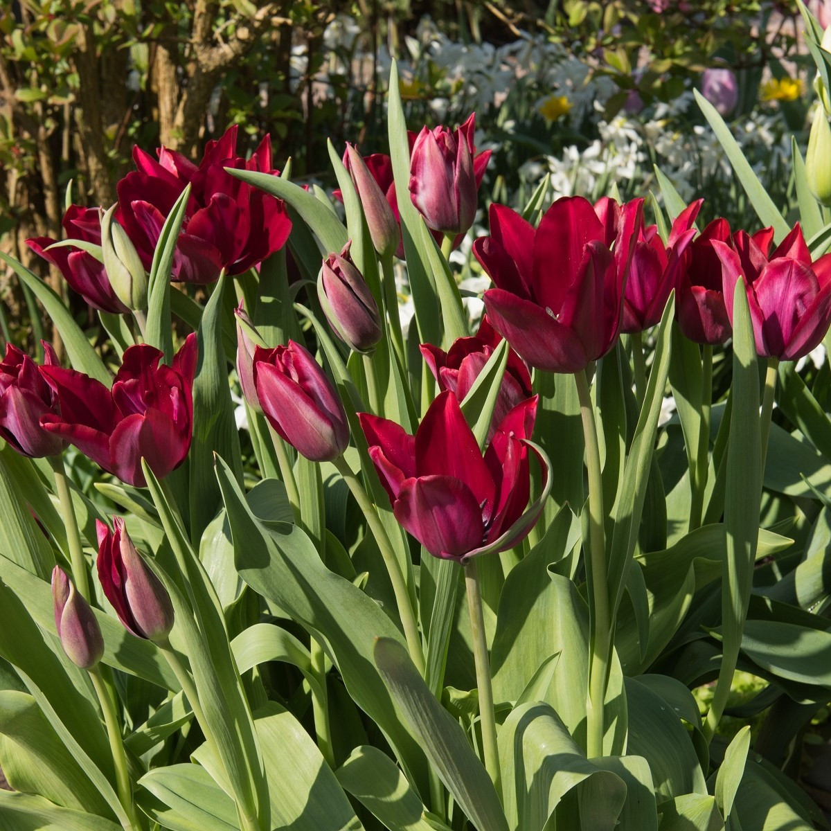 Tulipán Merlot - Tulipa - cibule tulipánů - 3 ks