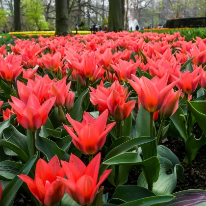 Tulipán Pieter de Leur - Tulipa - cibule tulipánů - 3 ks