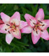 Lilie Pink Pixie - Lilium - cibule lilií - 1 ks