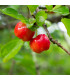 Acerola - Barbadorská třešeň - Malpighia glabra - prodej semen - 4 ks