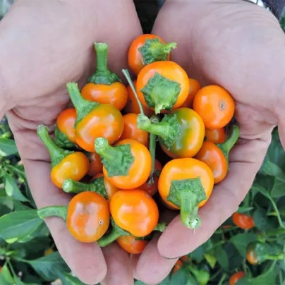 Chilli Korál oranžové - Capsicum annuum - osivo chilli - 15 ks