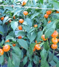 Chilli Korál oranžové - Capsicum annuum - osivo chilli - 15 ks