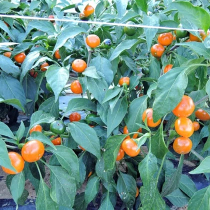 Chilli Korál oranžové - Capsicum annuum - osivo chilli - 7 ks