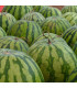 Meloun vodní Saskatchewan - Citrullus lanatus - osivo melounu - 6 ks