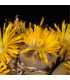 Lithops euniceae Fluminalis - osivo lithopsu - 10 ks