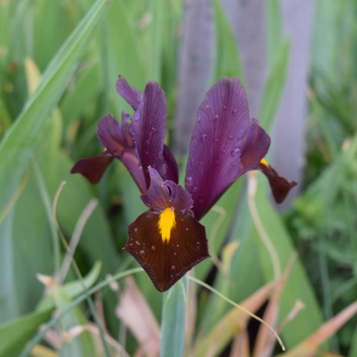 Kosatec Red Ember - Iris hollandica - cibulky kosatců - 3 ks