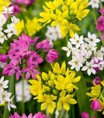 Česnek drobnokvětý směs barev - Allium - cibule česneků - 3 ks