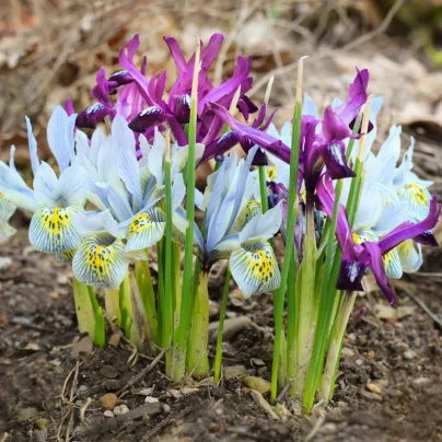 Nízké kosatce směs - Iris reticulata - cibulky kosatců - 5 ks