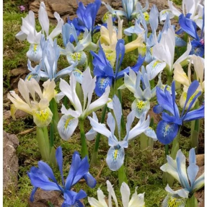 Nízké kosatce směs - Iris reticulata - hlízy kosatců - 5 ks