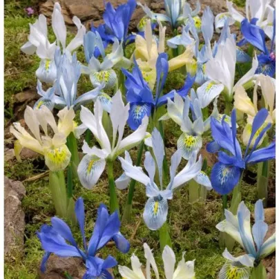 Nízké kosatce směs - Iris reticulata - cibulky kosatců - 5 ks
