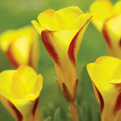 Šťavel dvoubarevný Golden Cape - Oxalis - hlízy šťavele - 1 ks