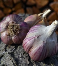 Sadbový česnek Janko - paličák - Allium sativum - cibulky česneku - 1 balení