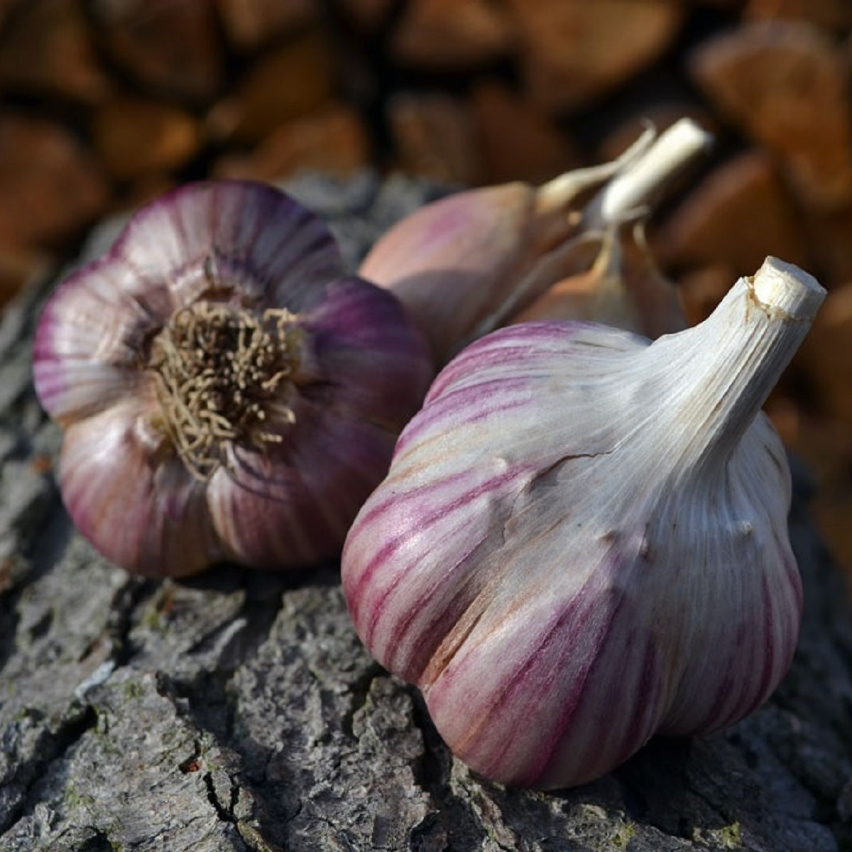 Sadbový česnek Janko - paličák - Allium sativum - cibulky česneku - 1 balení