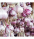 Sadbový česnek Janko - paličák - Allium sativum - cibulky česneku - 1 balení