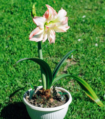 Hvězdník Aphrodite - Hippeastrum - cibule hvězdníků - 1 ks