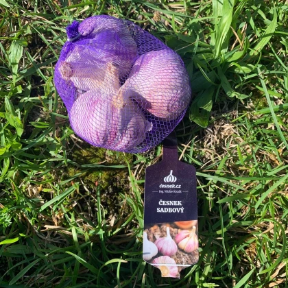 Sadbový česnek Slavin II - paličák - Allium sativum - cibulky česneku - 1 balení