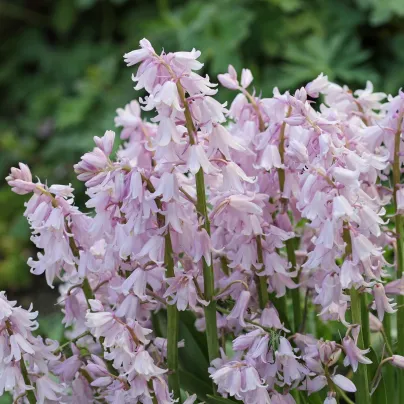 Hyacintovec španělský růžový - Hyacinthoides hispanica - cibule hyacintovců - 5 ks